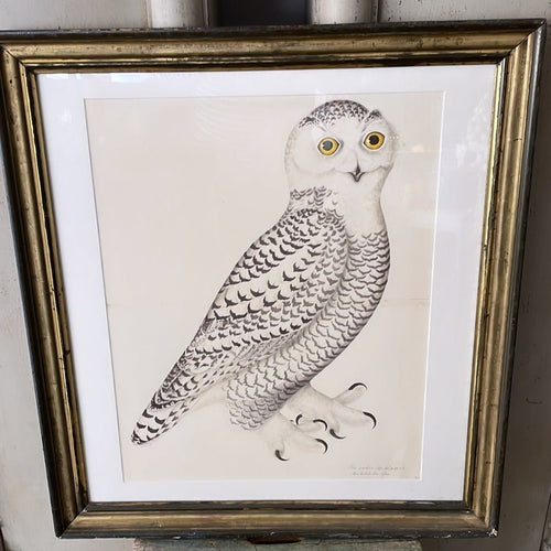 ANTIQUE WOODEN FRAMED BIRD PRINT 2. - Bon Ton goods