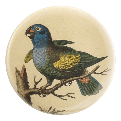 Blue Headed Parrot - Mirror & Button Pins - Bon Ton goods