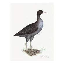 Load image into Gallery viewer, Framed Bird Print - Eurasian Coot by Olof Rudbeck the Younger
