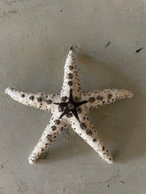 Load image into Gallery viewer, Glittered Starfish - Bon Ton goods
