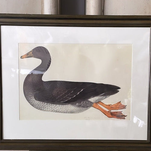 VINTAGE WOODEN FRAMED BIRD PRINT 6. - Bon Ton goods