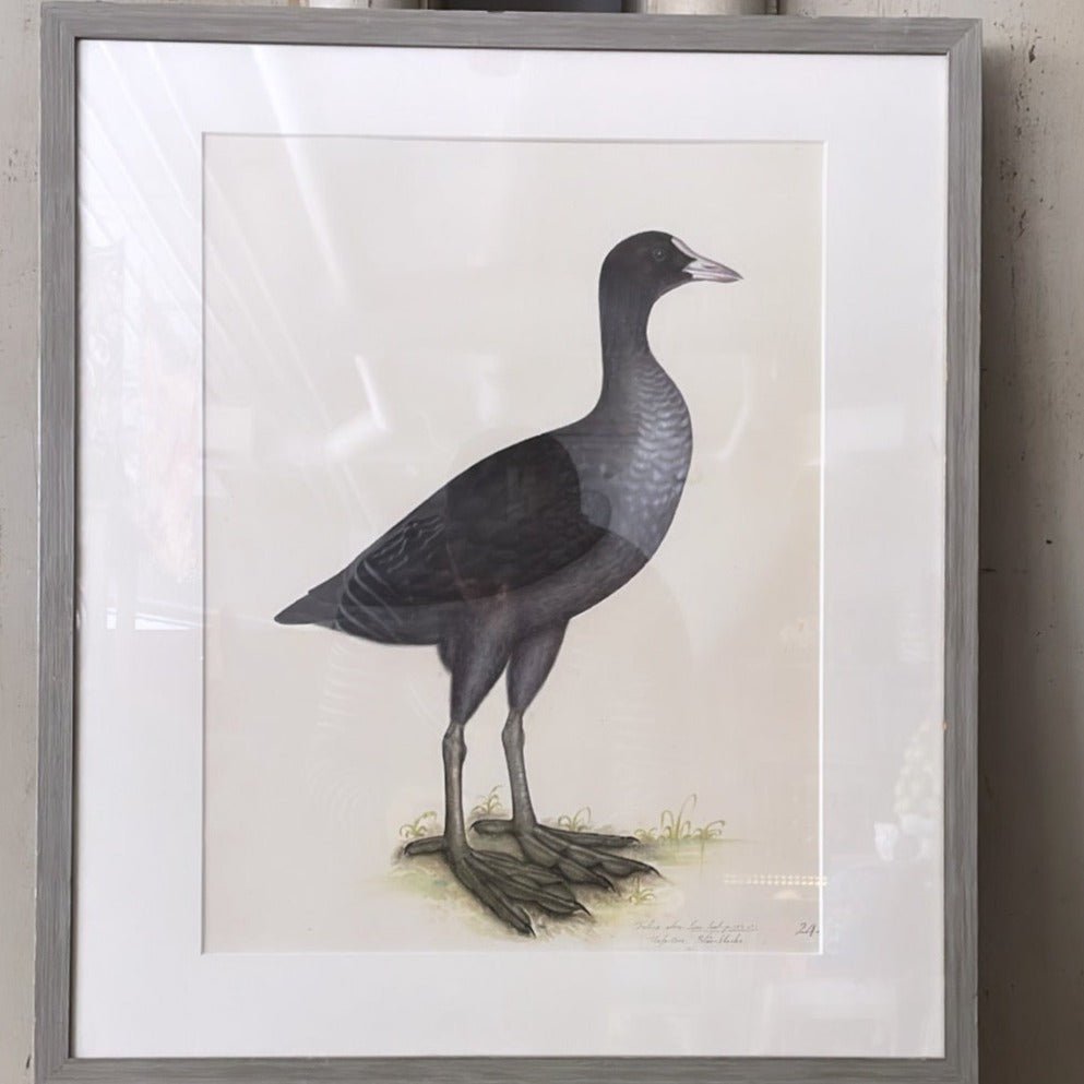 VINTAGE WOODEN FRAMED BIRD PRINT 7. - Bon Ton goods